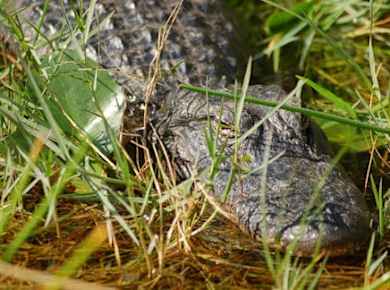 Everglades Airboat-Abenteuertour mit Transport