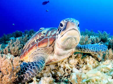 Key West Aquarium Tickets