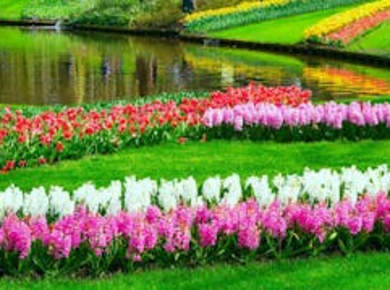 Tickets ohne Anstehen für den Keukenhof und Führung auf Spanisch ab Amsterdam