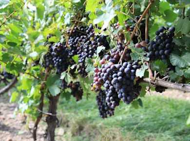 Prosecco-Wein-Roadtrip ab Venedig
