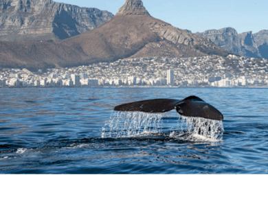 Marine Wildlife Boat Cruise with Transfer from Cape Town