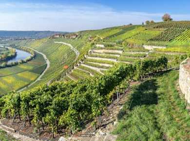 Neckartal Tour mit Segway