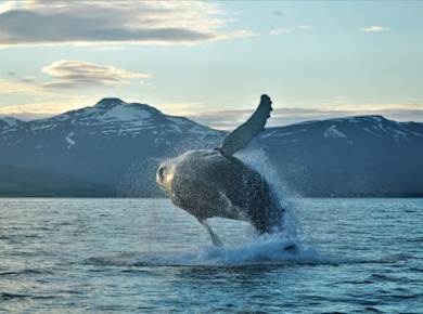 Akureyri: Klassische Walbeobachtung