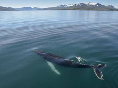 Akureyri Walbeobachtungstour in der Mitternachtssonne
