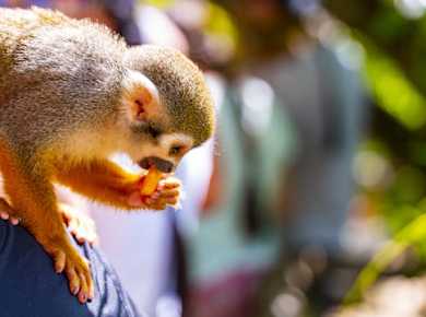 Monkeyland Abenteuer Pakete