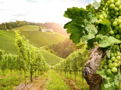 Tagestour in Burgund mit 14 Weinproben in lokalen Weingütern