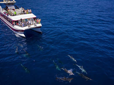 Whale & Dolphin Watching Cruise - Royal Delfín