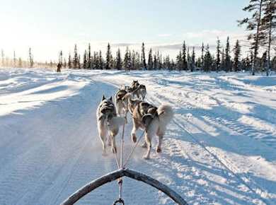 10km Husky-Schlittenfahrt Abenteuer