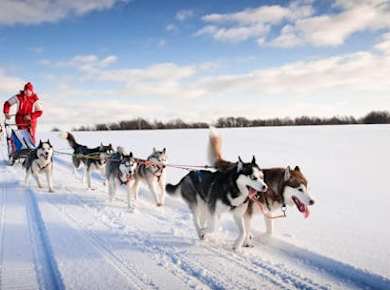 20km Husky-Schlittenfahrt Abenteuer