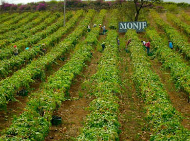 Bodegas Monje – Visit and Winetasting