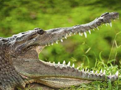 Crocodile Park