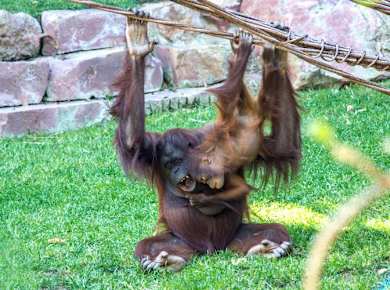 Bioparc Fuengirola