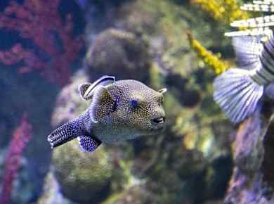 Sea Life aquarium in Benalmádena