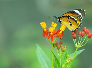 Mariposario Benalmadena butterfly park