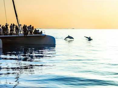 Delfinbeobachtungstour mit Transfer by Mayurca Yachting