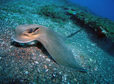 Native Dive Experiences