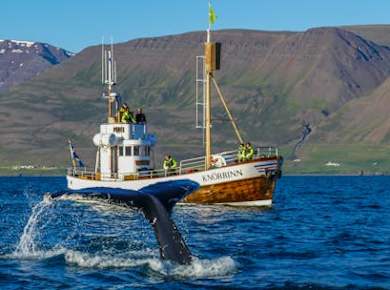 Walbeobachtungstour in Árskógssandur