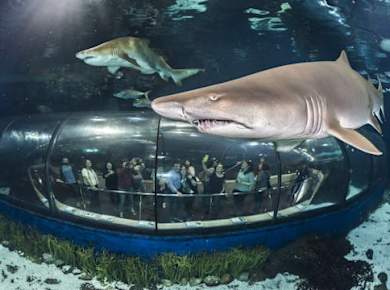 Barcelona Aquarium Ticket Only