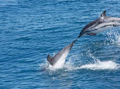 Dolphin watching and Tarifa