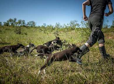 Puppy training package