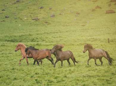 Bergtour durch Berge und Medows