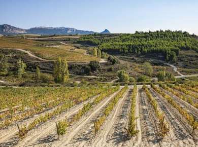 Besuch zweier Weingüter in La Rioja mit Pintxos aus Bilbao