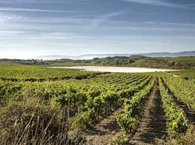 Besuch einer Weinkellerei in La Rioja mit traditionellem Mittagessen aus Bilbao