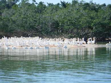 Wildtier- und Strandexpedition im Everglades-Nationalpark