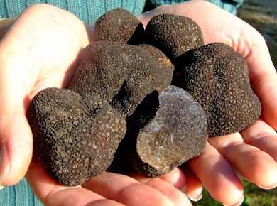 3-hour truffle hunting tour at Les Pastras