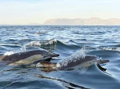 Delfinbeobachtung und Arrábida-Tour