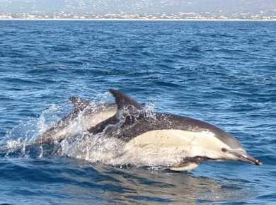 Dolphin-watching cruise ticket