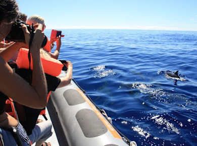 Ticket für eine Delfin- und Walbeobachtungstour mit dem Schnellboot