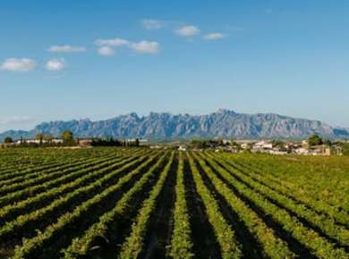 Montserrat und Penedès - private Tour ab Barcelona