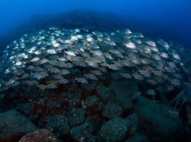 Freiwasserkurs mit Native Dive School