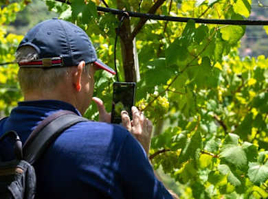Madeira Wine Tasting Tour and Skywalk Experience