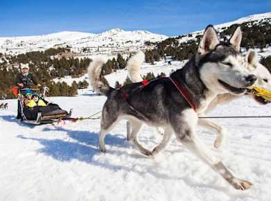 Mushing Experience in Grau Roig Grandvalira