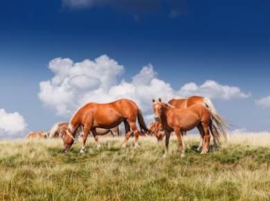 Privates Reiten in Tetevan Balkan von Sofia