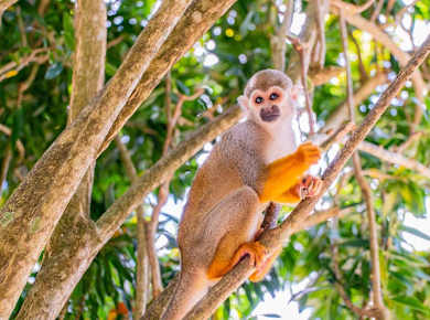 Anamuya Mountains Ziplining & Buggy Ride