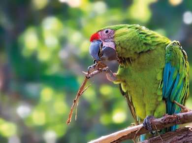 Loro Parque Transfer from Tenerife South