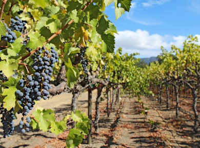 Halbtägige Weinlandtour ab San Francisco