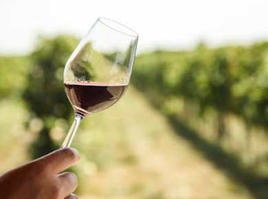 Redwoods und Wine Country Kombitour mit Weinprobe