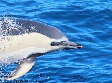 Dolphin Watching Catamaran Cruise