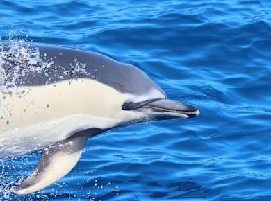 Dolphin Watching Catamaran Cruise