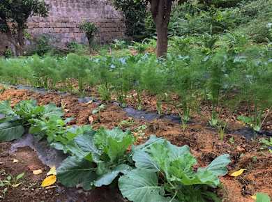 Sorrento Lemon Farm Tour