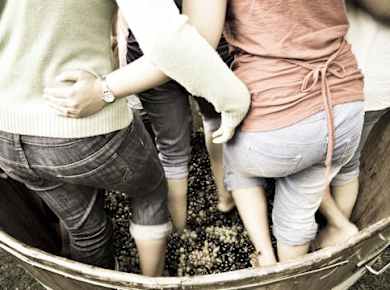 Grape stomping experience at Les Pastras