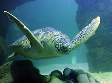 SEA LIFE Aquarium Charlotte-Concord Eintrittskarten