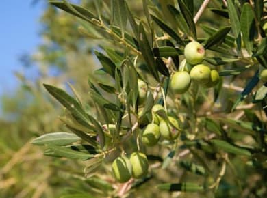 Olivenöl-Tour in Cres