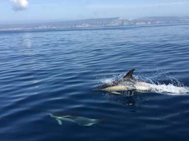 Delfinbeobachtung in Sesimbra