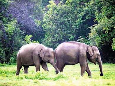Minneriya National Park Wildtier-Safari