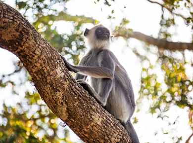 Wilpattu National Park Lakes and Wildlife Safari